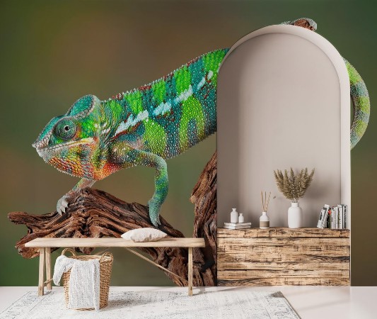 Picture of Panther Chameleon