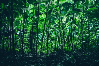 Afbeeldingen van Tropical forest natural background nature scene in green tone style