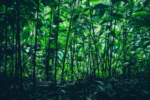 Image de Tropical forest natural background nature scene in green tone style