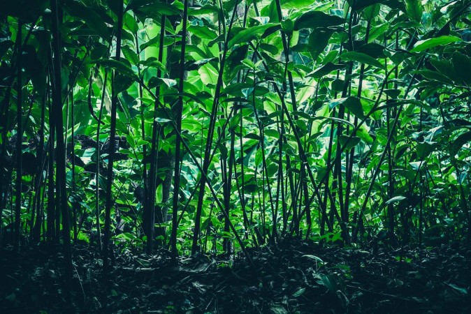 Picture of Tropical forest natural background nature scene in green tone style