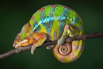 Bild von Sleeping Chameleon