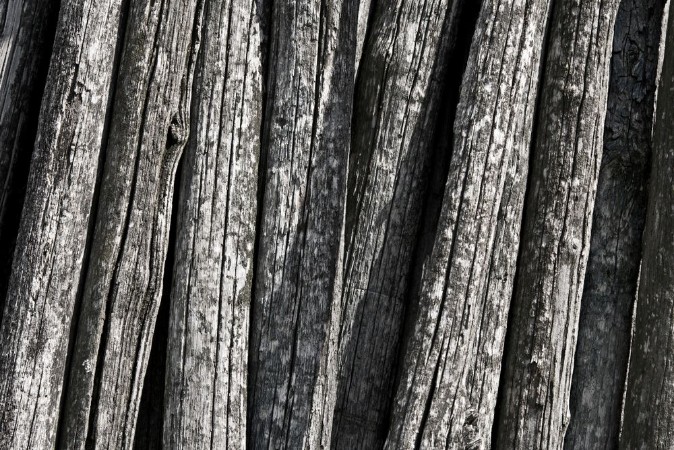 Picture of Vecchi pali della vigna tronchi texture