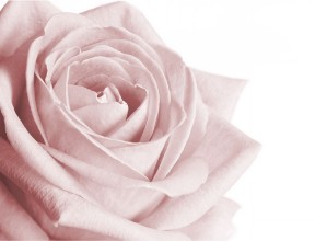 Pilt Very pale pink rose on white background