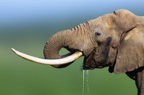 Afbeeldingen van Elephant drinking water