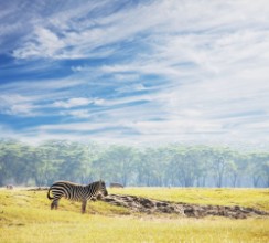 Bild von Zebra