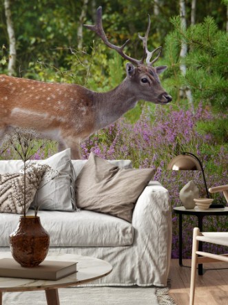 Afbeeldingen van Deer