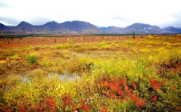 Obrázok z Fall Colors in Alaska