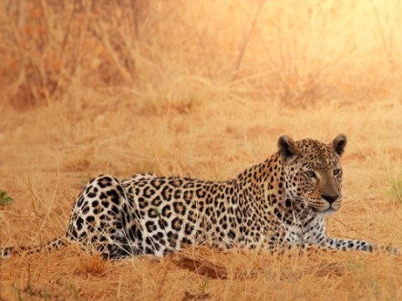 Picture of Leopard