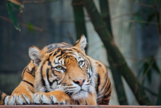 Attēls Endangered Sumatran Tiger