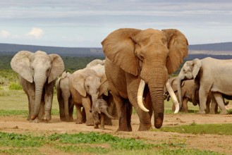 Bild von Elephant Herd