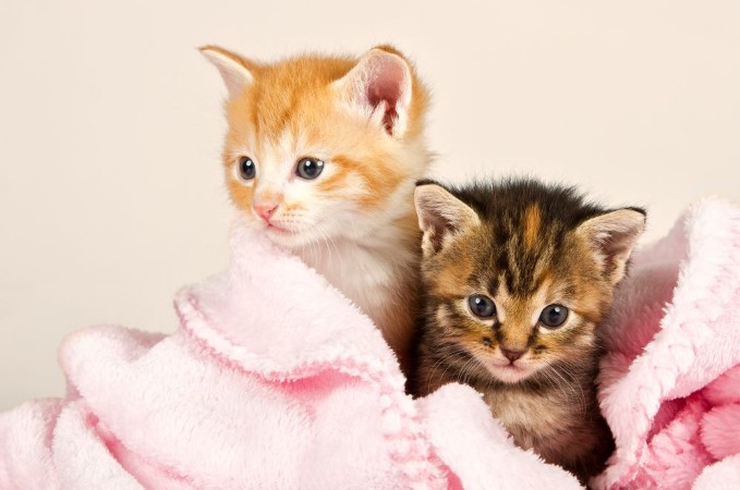 Imagem de Two kittens in a pink blanket