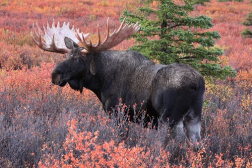 Afbeeldingen van Elch