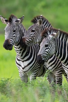 Bild von Zebras together