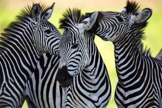 Pilt Zebras kissing and huddling