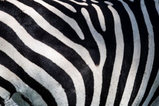 Poza cu Zebra pattern