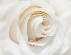 Slika White rose