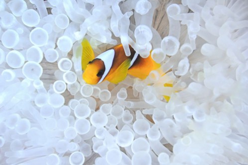 Picture of Anemonefish in bleached sea anemone