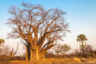 Pilt Livingstones Tree