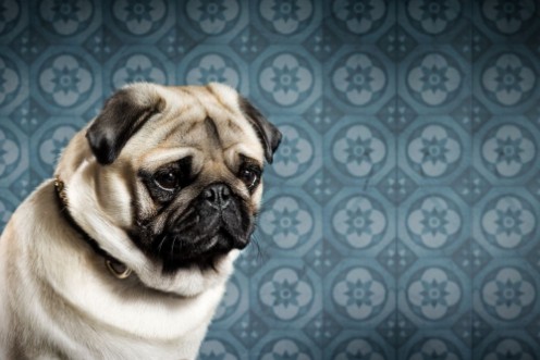 Picture of Sad Pug