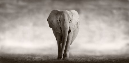 Ritratt ta’ Elephant