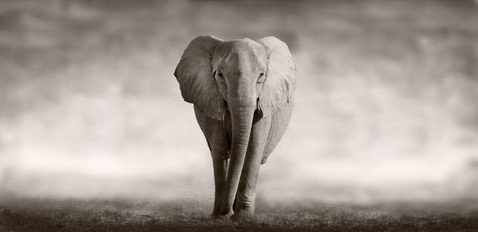 Image de Elephant