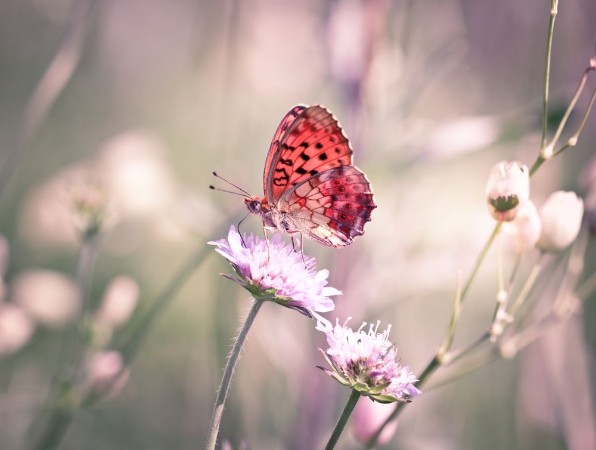 Afbeeldingen van Butterfly on the wildflower