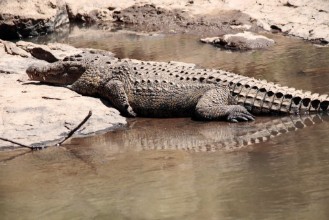 Picture of Crocodile 