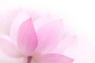 Bild von Closeup on lotus petal