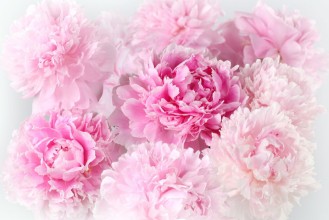 Afbeeldingen van Floral background of pink peonies varieties Albert Kruss