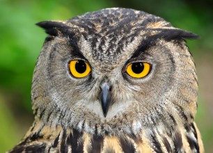 Poza cu Eagle Owl Bubo bubo