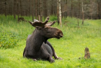 Obrázek Elk in the woods