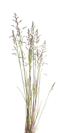 Obrázek Festuca rubra