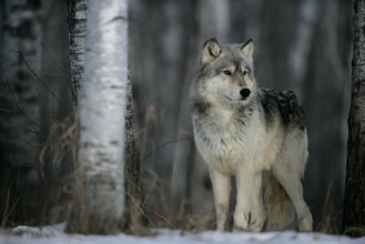 Bild von Grey wolf Canis lupus