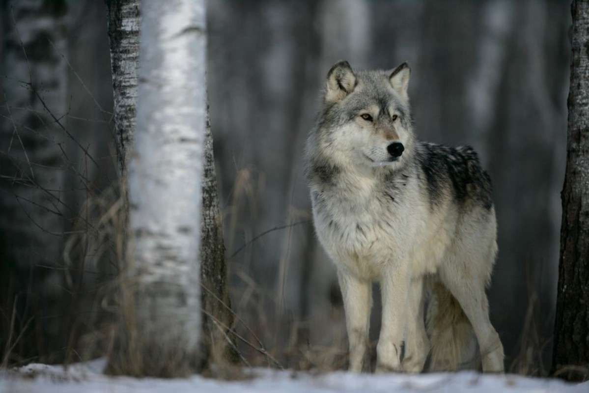 Picture of Grey wolf Canis lupus