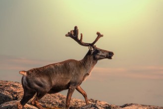 Снимка на Raindeer