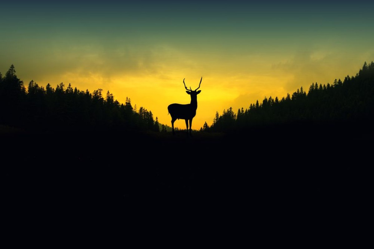 Picture of Deer Silhouette