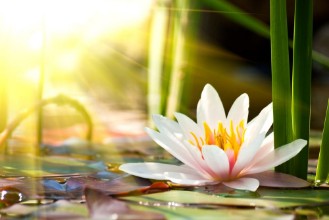 Bild von Lotus flower