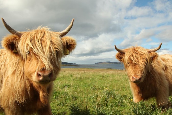 Picture of Close up of scottish highland cow in field