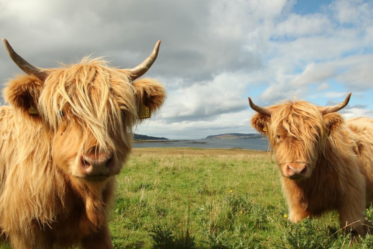 Picture of Close up of scottish highland cow in field