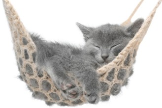 Bild von Cute Kitten in Hammock
