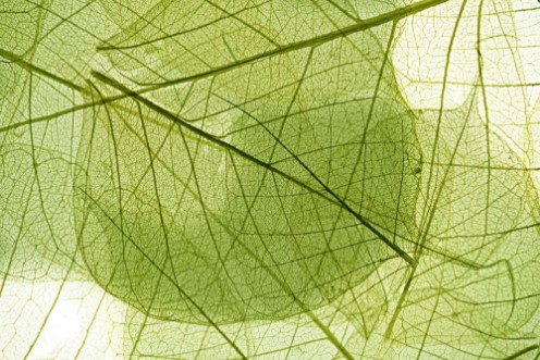Picture of Leaves background