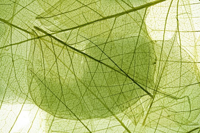 Picture of Leaves background