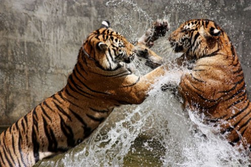 Afbeeldingen van Tiger Battle