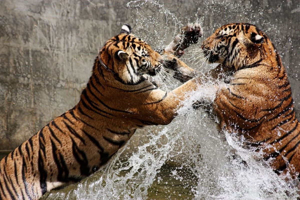 Picture of Tiger Battle