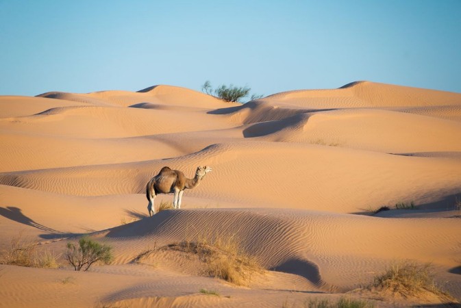 Picture of Dromedary on the Saharan Dunes