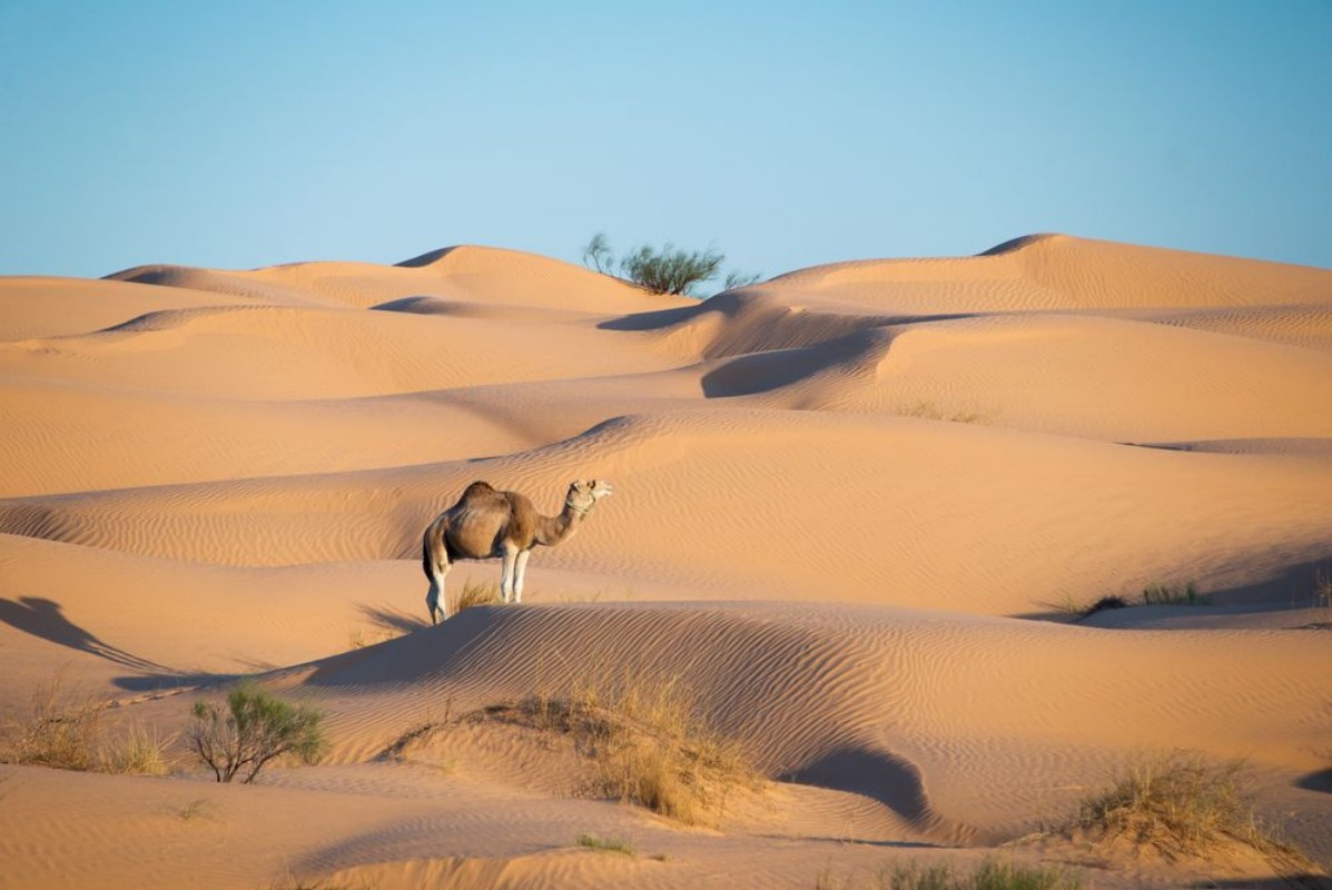 Afbeeldingen van Dromedary on the Saharan Dunes