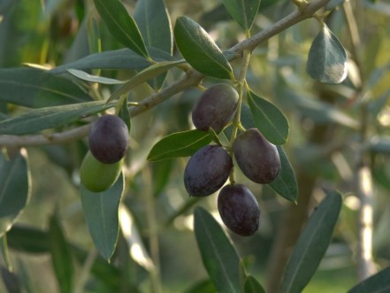 Picture of Olive nere