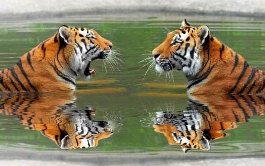 Image de Siberian Tigers in water