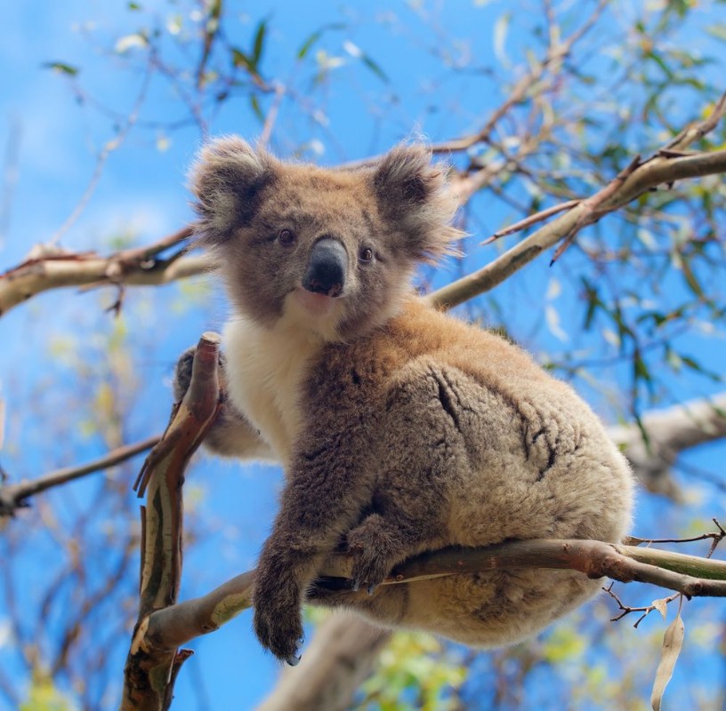 Image de Koala in Great Ocean Road Victoria Australia