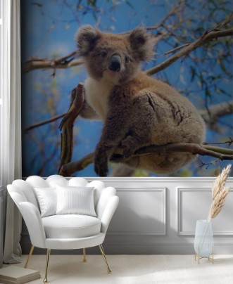 Picture of Koala in Great Ocean Road Victoria Australia